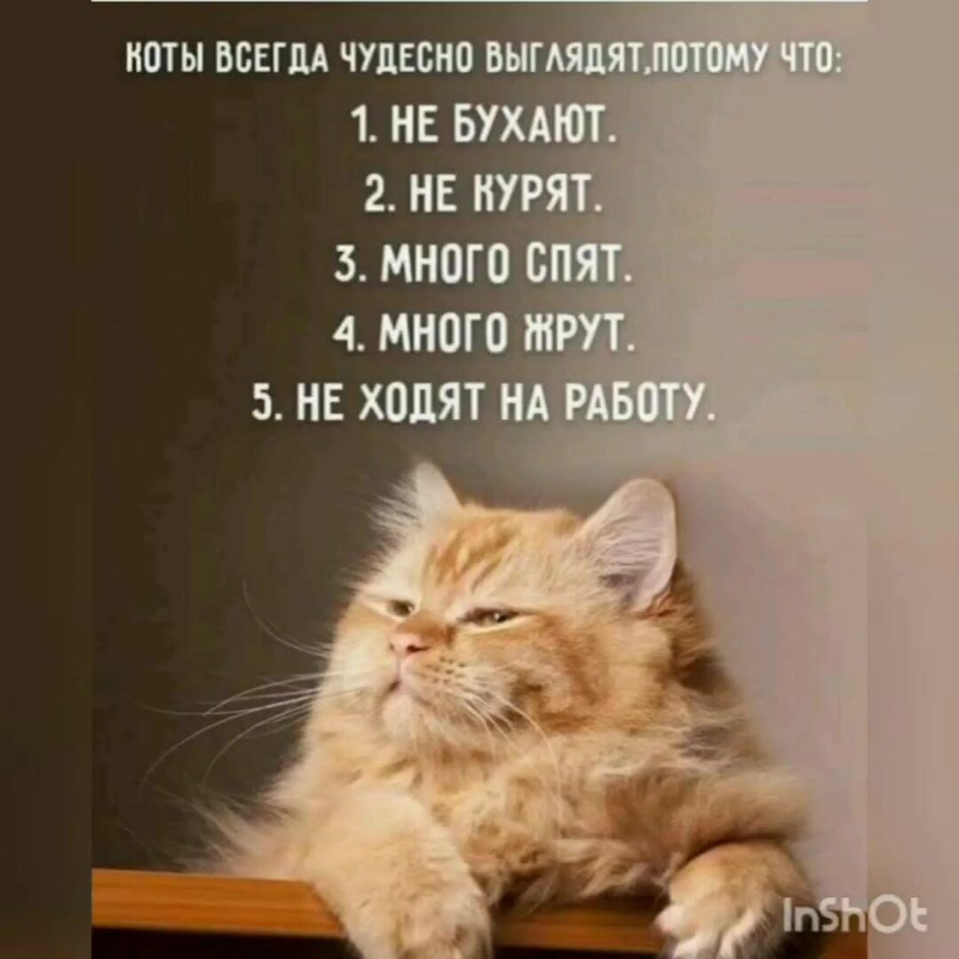 КОТЫ ВСЕГДА ЧУДЕСНО ВЫГЛЯДЯТ, ПОТОМУ ЧТО:
1. НЕ РУХАЮТ.
2. НЕ КУРЯТ.
3. МНОГО СПЯТ.
4. МНОГО ЖРУТ.
5. НЕ ХОДЯТ НА РАБОТУ.