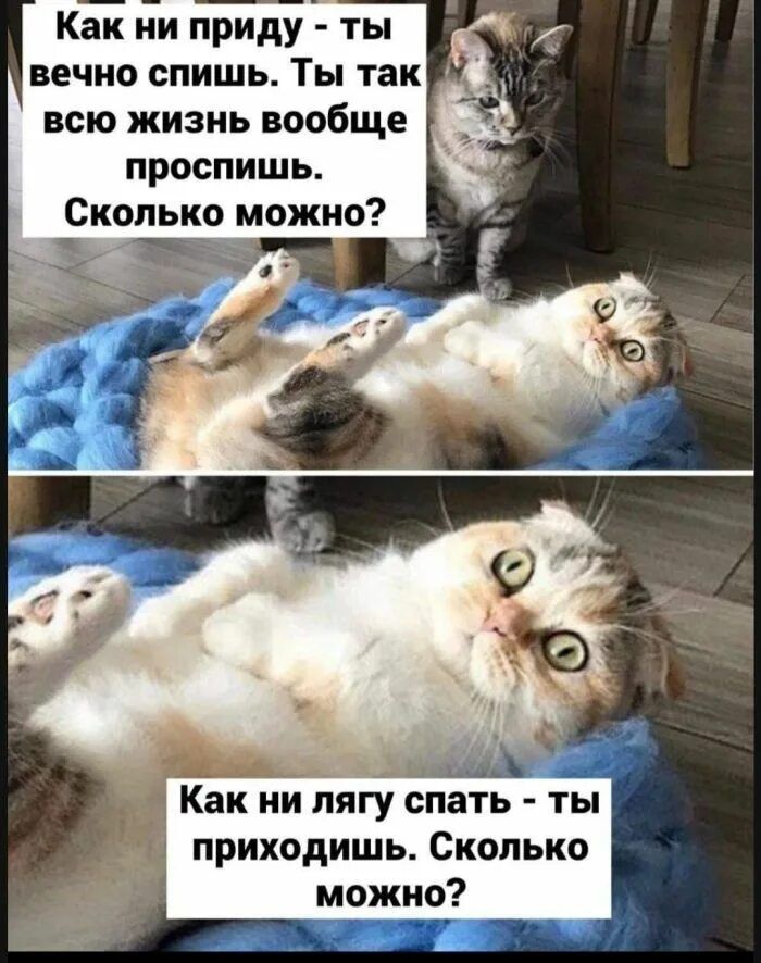 Как ни приду - ты вечно спишь. Ты так всю жизнь вообще просыпь. Сколько можно?
Как ни лягу спать - ты приходишь. Сколько можно?