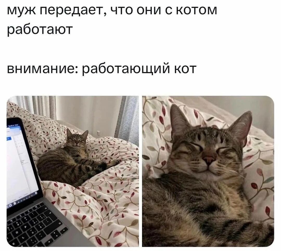 муж передает, что они с котом работают

внимание: работающий кот