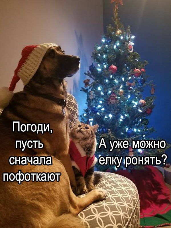 Погоди, пусть сначала пофоткают\nА уже можно елку ронять?