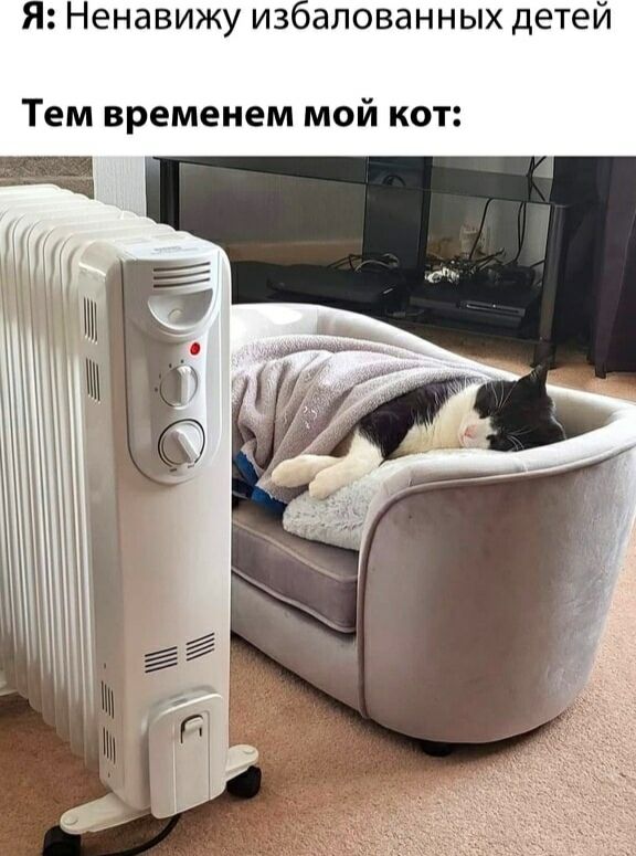 Я: Ненавижу избалованных детей

Тем временем мой кот: