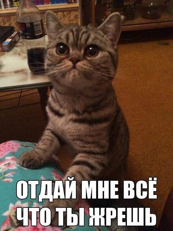 ОТДАЙ МНЕ ВСЁ ЧТО ТЫ ЖРЕШЬ