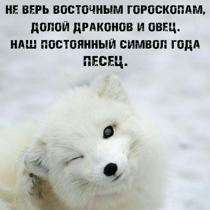 НЕ ВЕРЬ ВОСТОЧНЫМ ГОРОСКОПАМ, ДОЛИ ДРАКОНОВ И ОВЕЦ, НАШ ПОСТЯННЫЙ СИМВОЛ ГОДА ПЕСЕЦ.