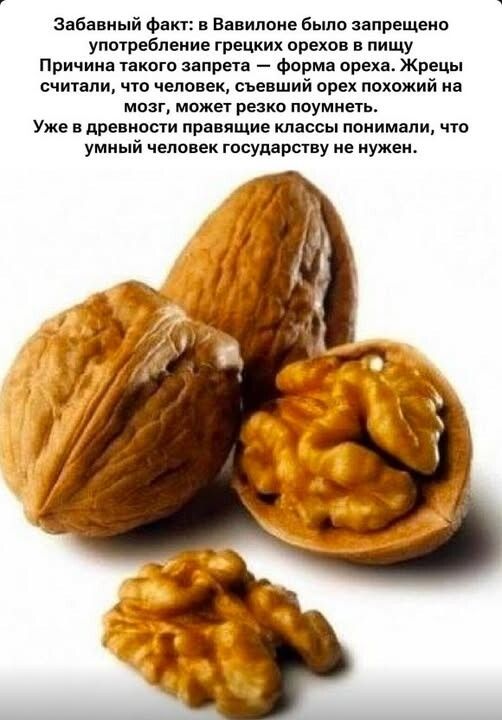 Забавный факт: в Вавилоне было запрещено употребление греческих орехов в пищу Причина такого запрета — форма ореха. Жрецы считали, что человек, съевший орех похожий на мозг, может резко поумнеть. Уже в древности правящие классы понимали, что умный человек государству не нужен.