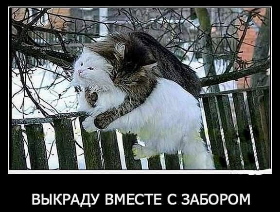 ВЫКРАДУ ВМЕСТЕ С ЗАБОРОМ