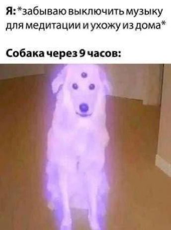 Я: *забываю выключить музыку для медитации и ухожу из дома* Собака через 9 часов: