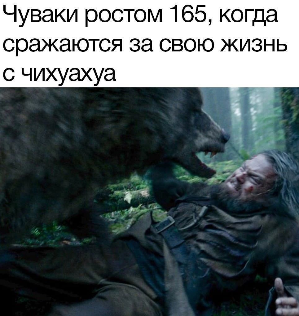 Чуваки ростом 165, когда сражаются за свою жизнь с чихуахуа