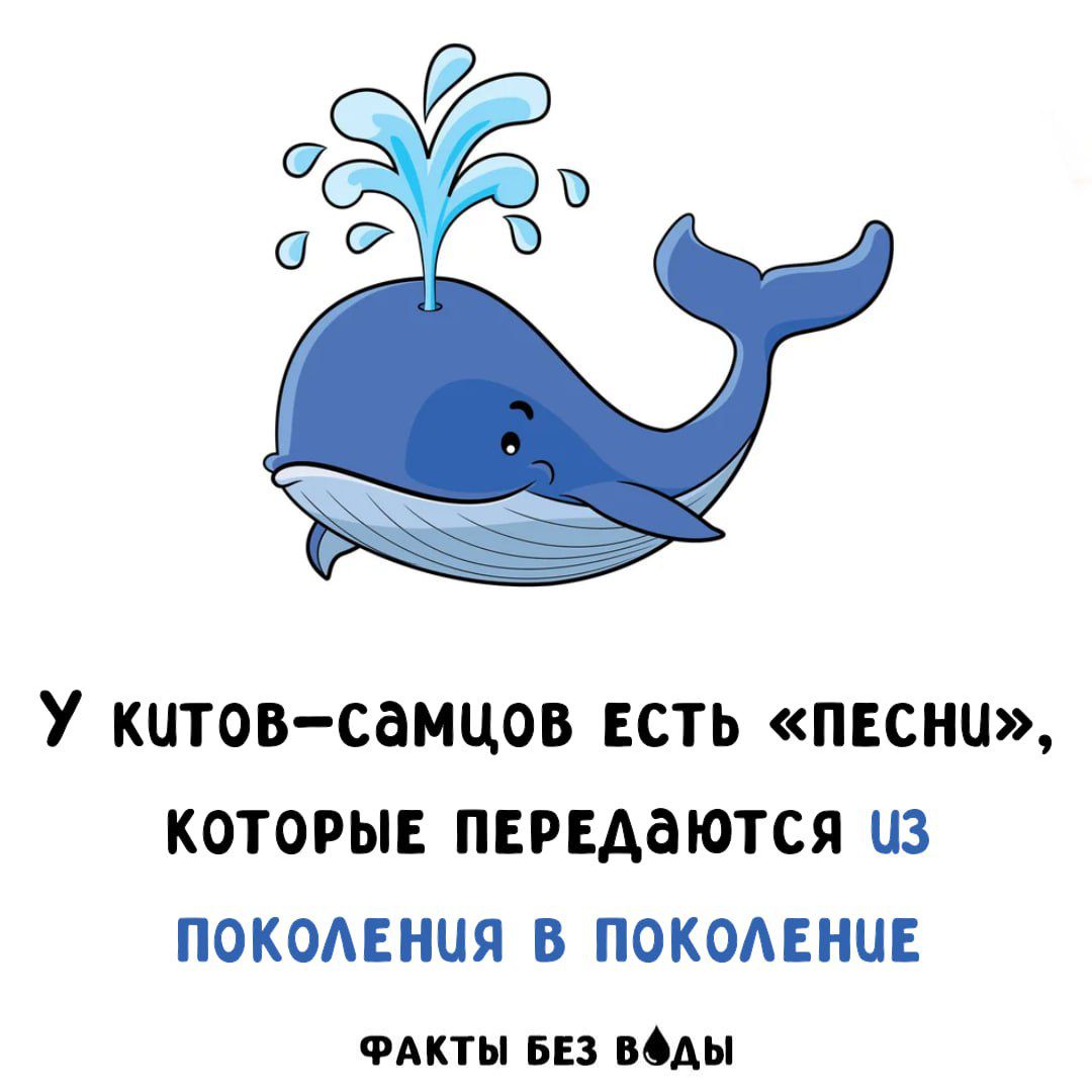 У китов-самцов есть «песни», которые передаются из поколения в поколение
ФАКТЫ БЕЗ ВОДЫ