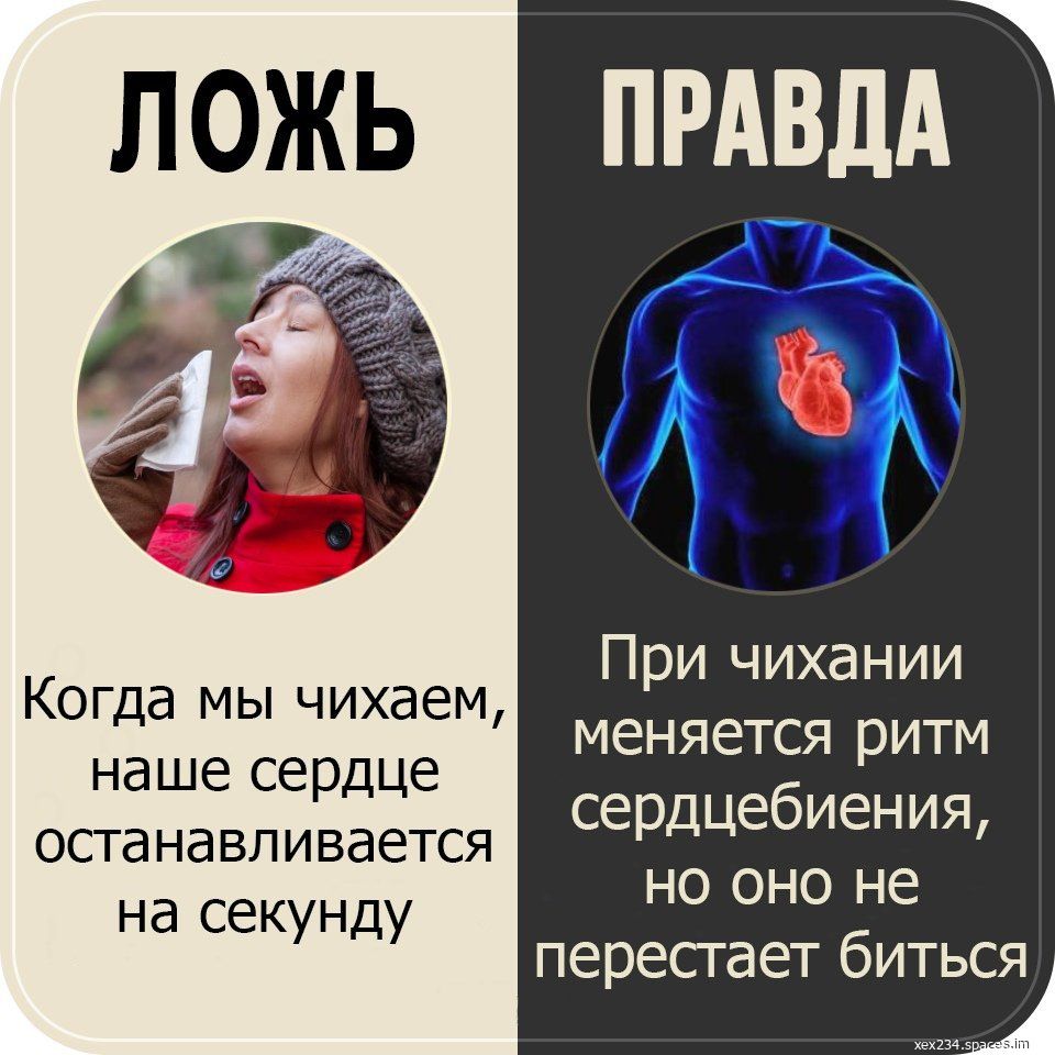 ЛОЖЬ: Когда мы чихаем, наше сердце останавливается на секунду. ПРАВДА: При чихании меняется ритм сердцебиения, но оно не перестает биться.