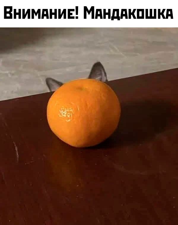 Внимание! Мандакашшка