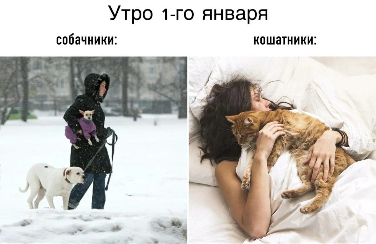 Утро 1-го января
собачники:
кошакиники:
