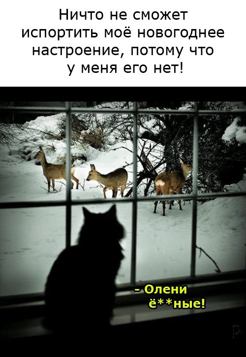Ничто не сможет испортить моё новогоднее настроение, потому что у меня его нет!
- Олени ё**ные!