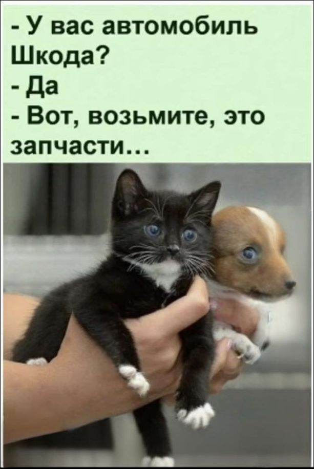 - У вас автомобиль Шкода?
- Да
- Вот, возьмите, это запчасти...