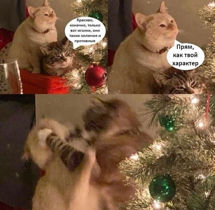 Красиво, конечно, только вот ёлки они такие колючие и противные. Прям, как твой характер.