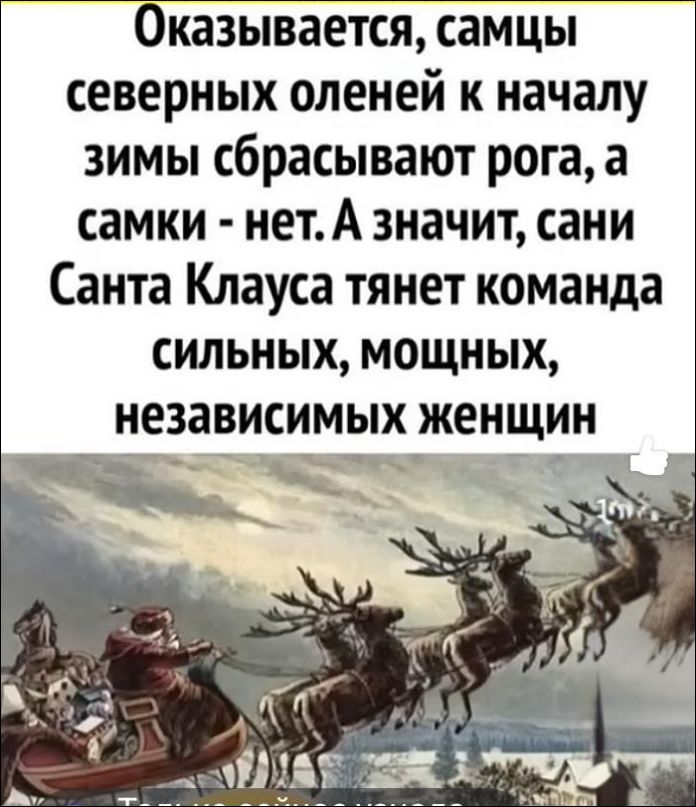 Оказывается, самцы северных оленей к началу зимы сбрасывают рога, а самки - нет. А значит, санти Санта Клауса тянут команда сильных, мощных, независимых женщин