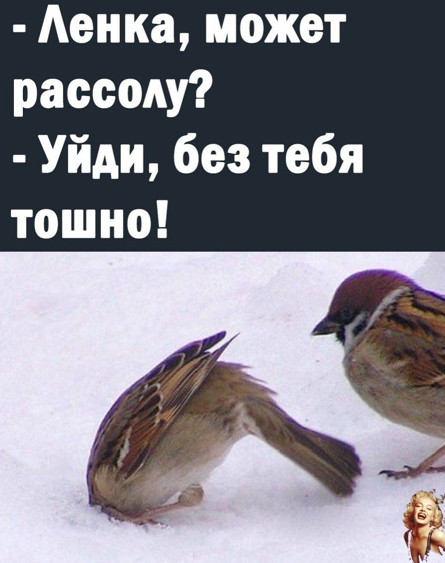- Ленка, может рассолу?
- Уйди, без тебя тосно!