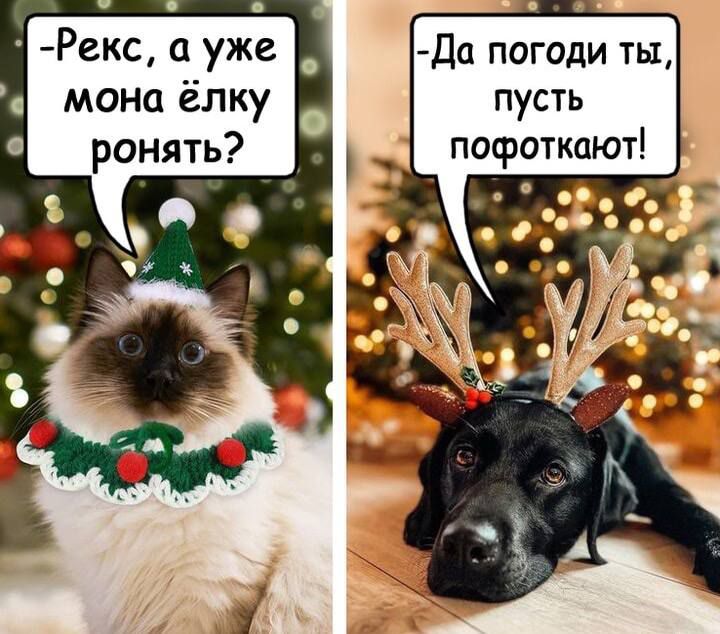-Рекс, а уже мона ёлку ронять?
-Да погоди ты, пусть порфоктают!