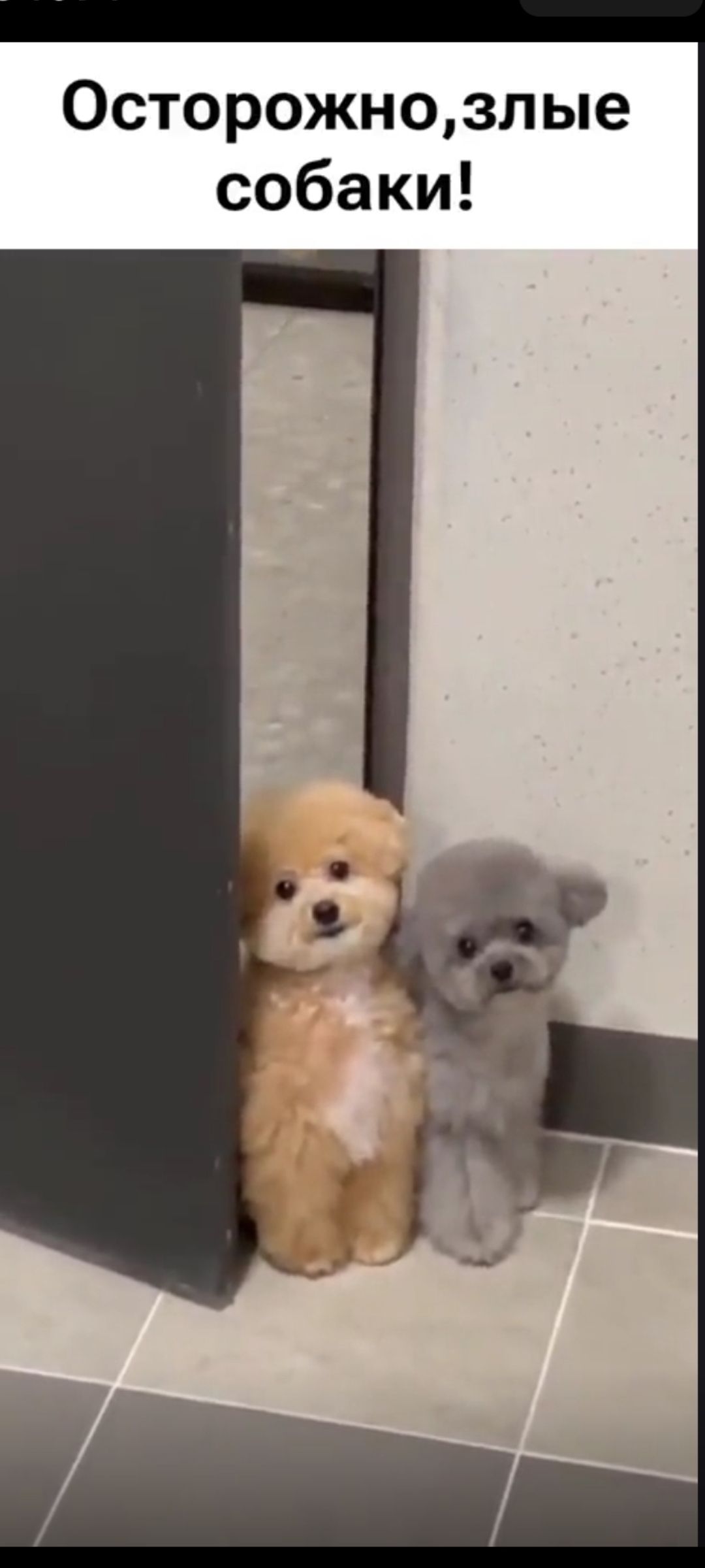 Осторожно, злые собаки!