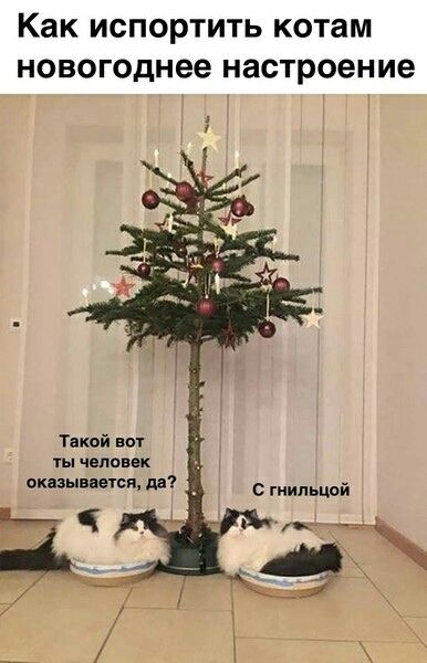 Как испортить котам новогоднее настроение
Такой вот ты человек оказывается, да?
С гильцией