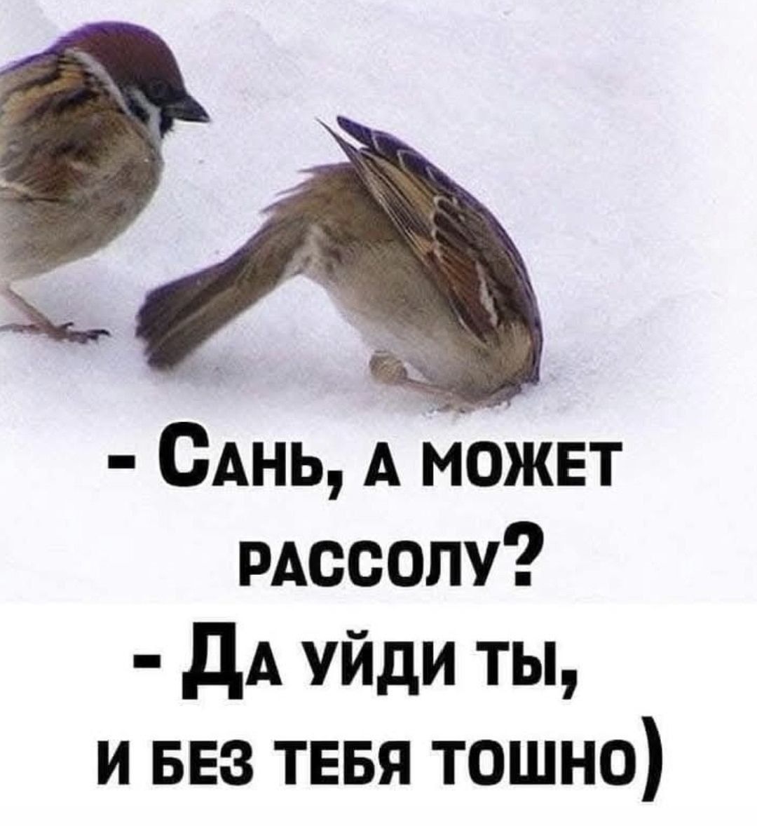 - Сань, а может рассолу? - Да уйди ты, и без тебя тошно)