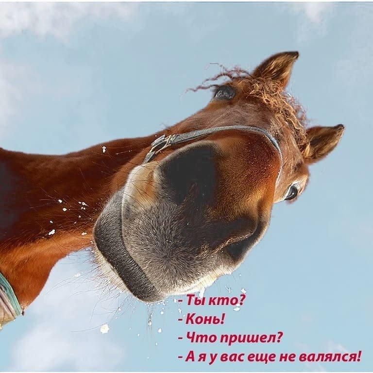 - Ты кто?
- Конь!
- Что пришел?
- А я у вас еще не валялся!