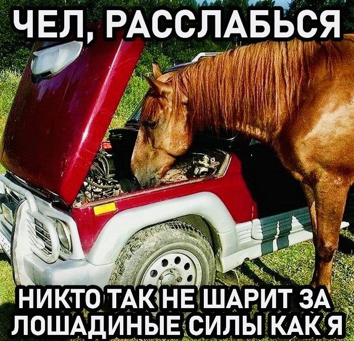 ЧЕЛ, РАССЛАБЬСЯ НИКТО ТАК НЕ ШАРИТ ЗА ЛОШАДИНЫЕ СИЛЫ КАК Я