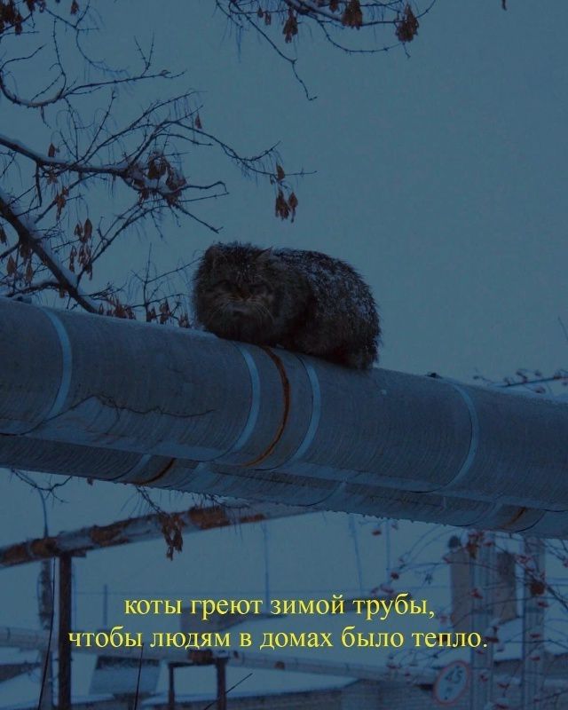 коты греют зимой трубы, чтобы людям в домах было тепло,