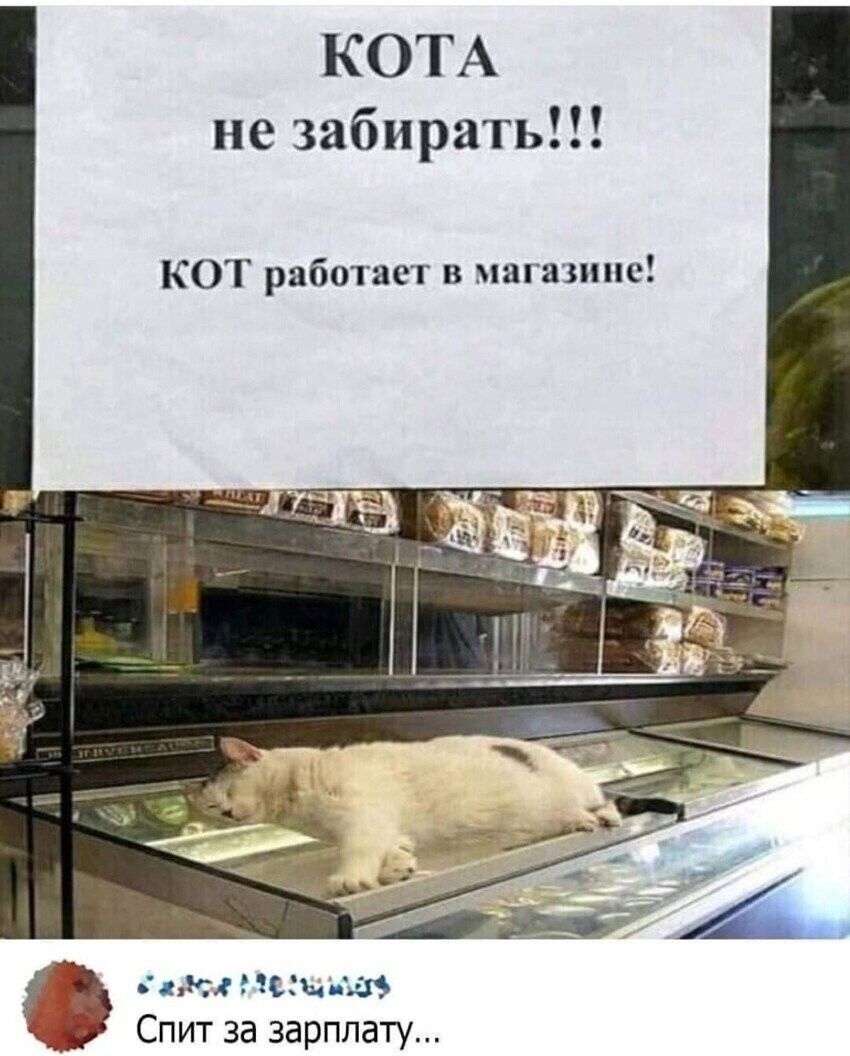 КОТА не забираť!!!
КОТ работает в магазине!
Спит за зарплату...
