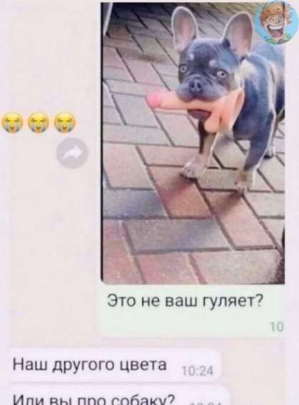 Это не ваш гуляет? Наш другого цвета Или вы про собаку?