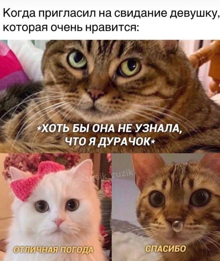 Когда пригласил на свидание девушку, которая очень нравится:
*хоть бы она не узнала, что я дурачок*
отличная погода
спасибо