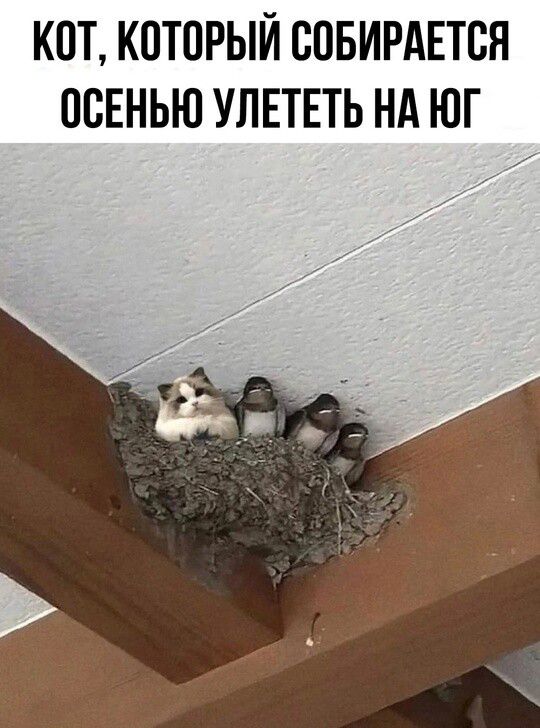 Кот, который собирается осенью улететь на юг