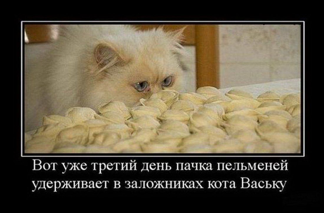 Вот уже третий день пакет пельменей удерживает в заложниках кота Ваську