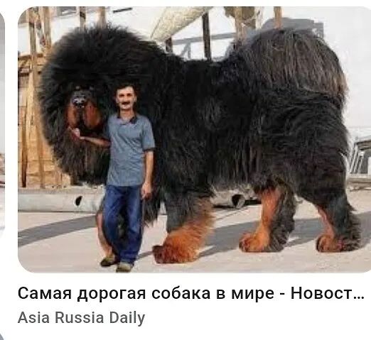 Самая дорогая собака в мире - Новости... Asia Russia Daily