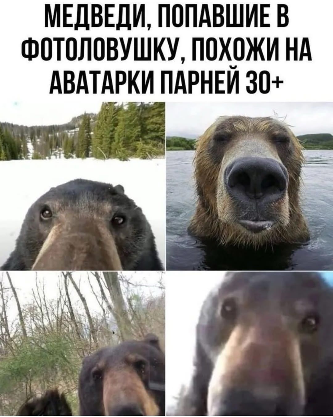 МЕДВЕДИ, ПОПАВШИЕ В ФОТОЛОВУШКУ, ПОХОЖИ НА АВАТАРКИ ПАРНЕЙ 30+