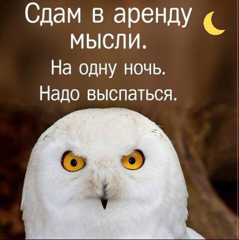 Сдам в аренду мысли. На одну ночь. Надо выспаться.