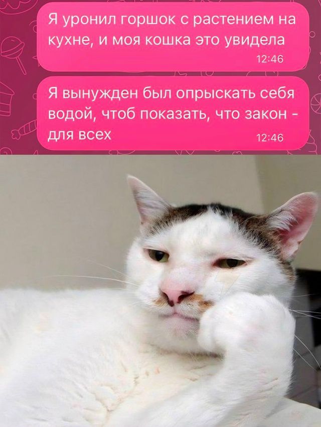 Я уронил горшок с растением на кухне, и моя кошка это увидела
Я вынужден был опрыскать себя водой, чтобы показать, что закон - для всех