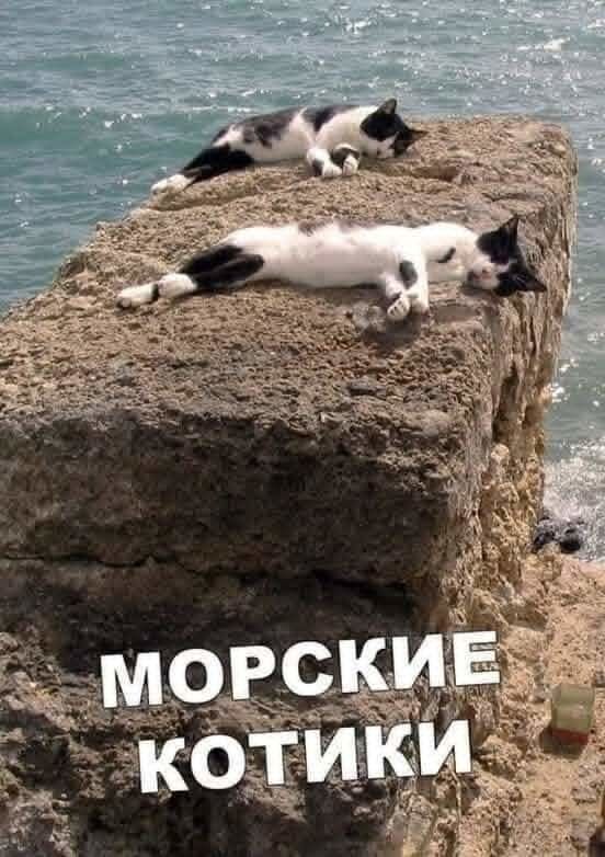 МОРСКИЕ КОТИКИ
