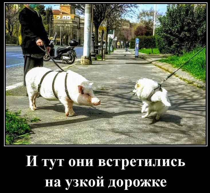 И тут они встретились на узкой дорожке