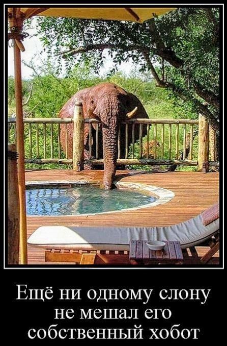 Ещё ни одному слону не мешал его собственный хобот