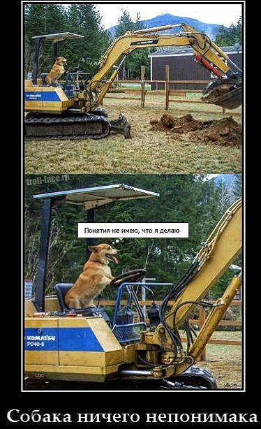 Понятия не имею, что я делаю
Собака ничего непонимаем