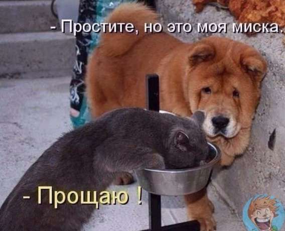 - Простите, но это моя миска.
- Прощаю!