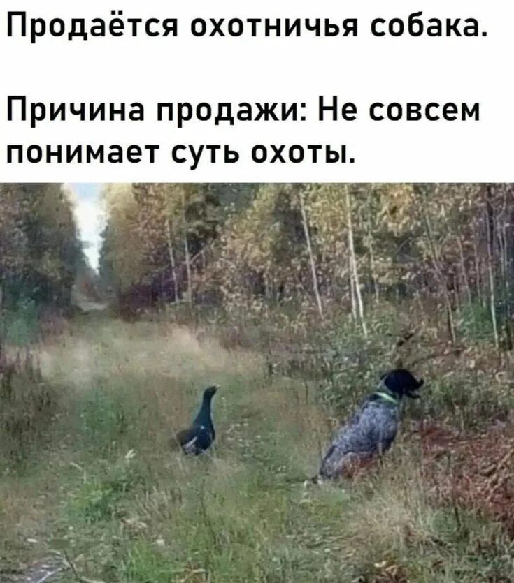 Продаётся охотничья собака. Причина продажи: Не совсем понимает суть охоты.