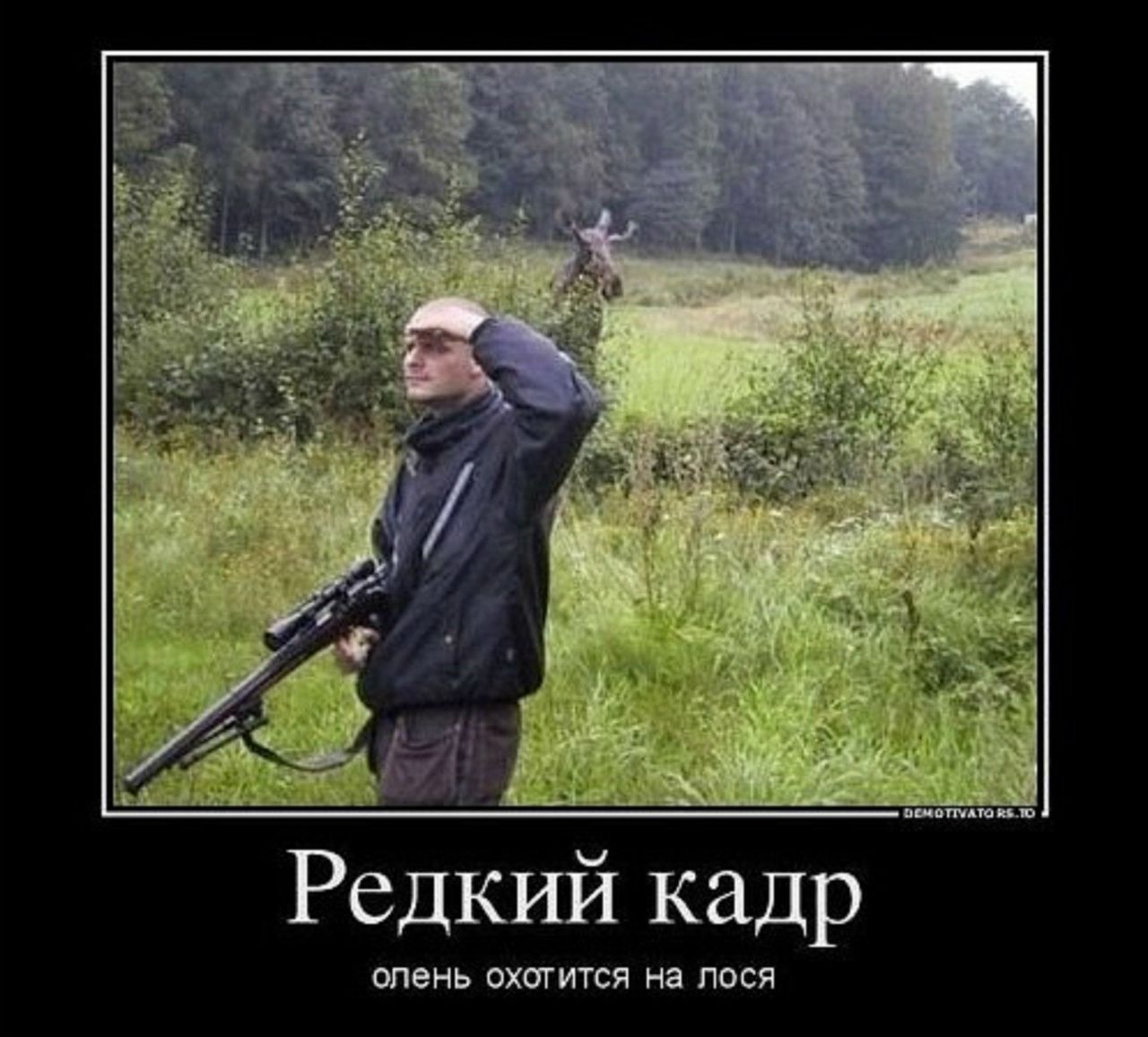 Редкий кадр
оленъ охотится на лося