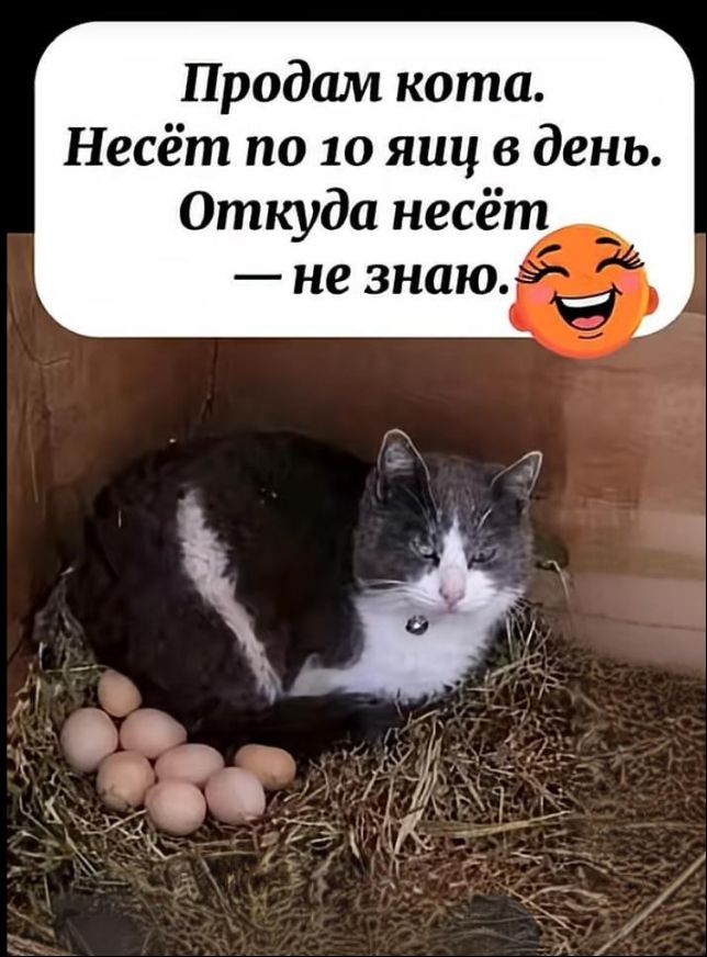 Продаю кота. Несёт по 10 яиц в день. Откуда несёт — не знаю.