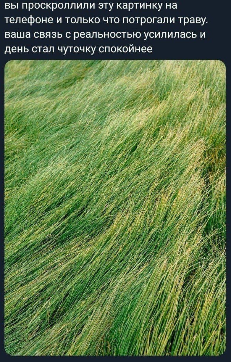 вы прокроллили эту картинку на телефоне и только что потрогали траву. ваша связь с реальностью усилилась и день стал чуточку спокойнее