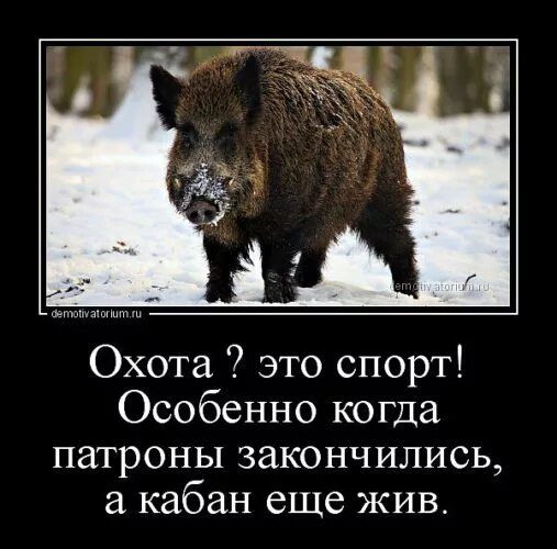 Охота ? это спорт! Особенно когда патроны кончились, а кабан еще жив.