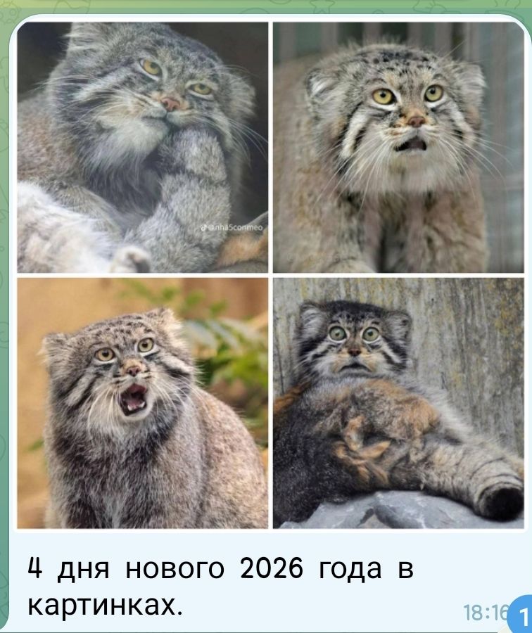 4 дня нового 2026 года в картинках.