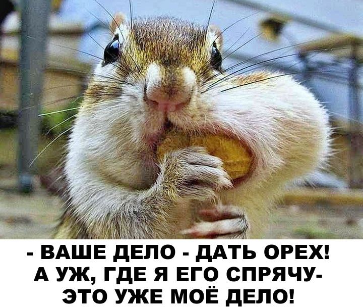- ВАШЕ ДЕЛО - ДАТЬ ОРЕХ! А УЖ, ГДЕ Я ЕГО СПРЯЧУ- Это же МОЁ ДЕЛО!