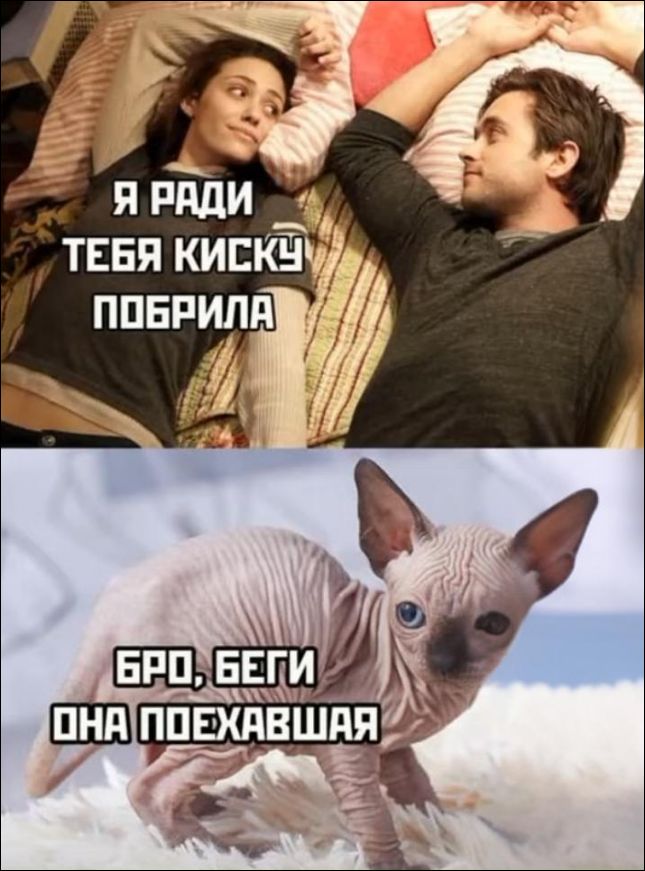 Я ради тебя киску побрила
Бро, беги она поехавшая