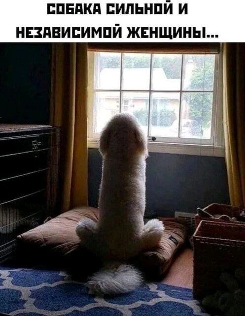 СОБАКА СИЛЬНОЙ И НЕЗАВИСИМОЙ ЖЕНЩИНЫ...